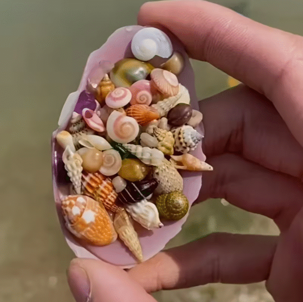 30g Assorted Mini Shells for Crafts and Aquariums