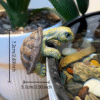 Large Climbing Turtle Statue Aquarium Decor